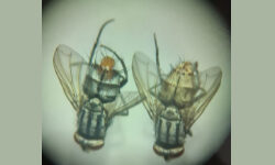 Billaea Claripalpis insectos benéficos