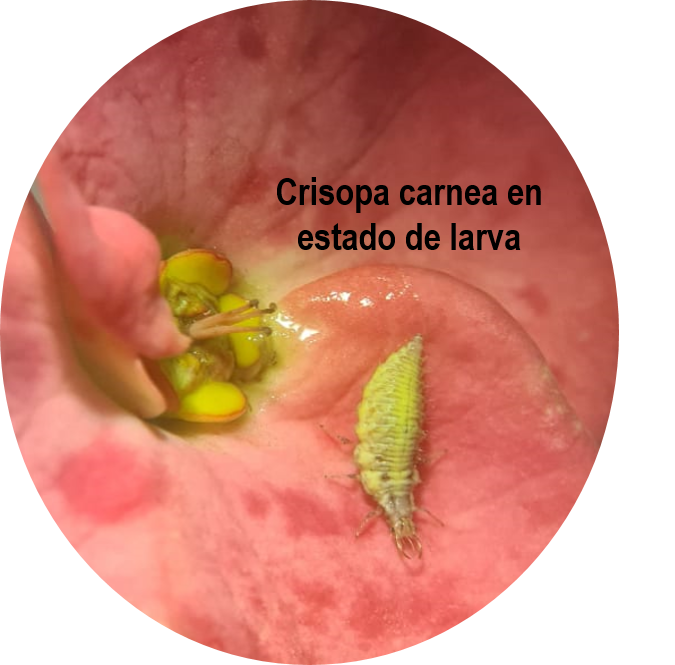 crisopa 